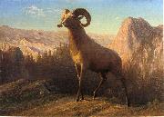 A Rocky Mountain Sheep, Ovis, Montana Bierstadt